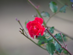 アメリカ山公園の小っちゃいバラの花　Ⅱ