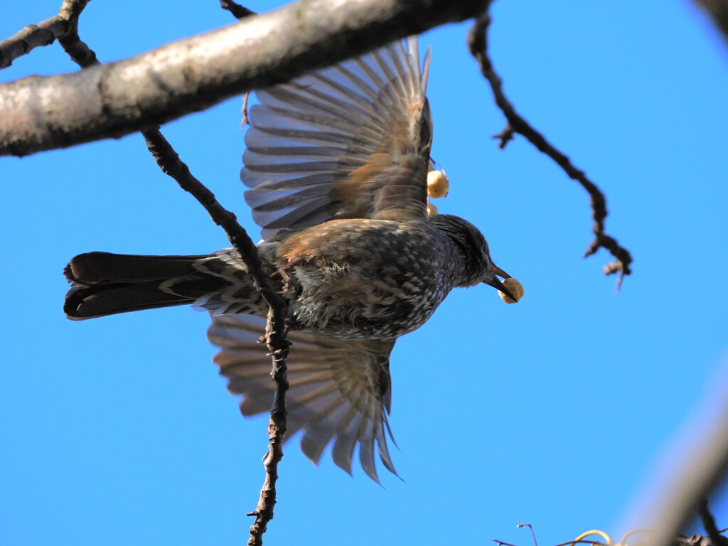 ヒヨドリさんの飛翔