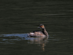 ハジロカイツブリ　昭和記念公園