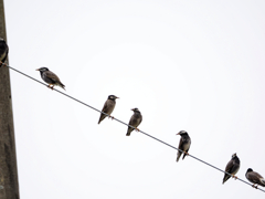 涼しくなって帰って来てくれた野鳥さん達　またこの辺で美味しものを見つけよう