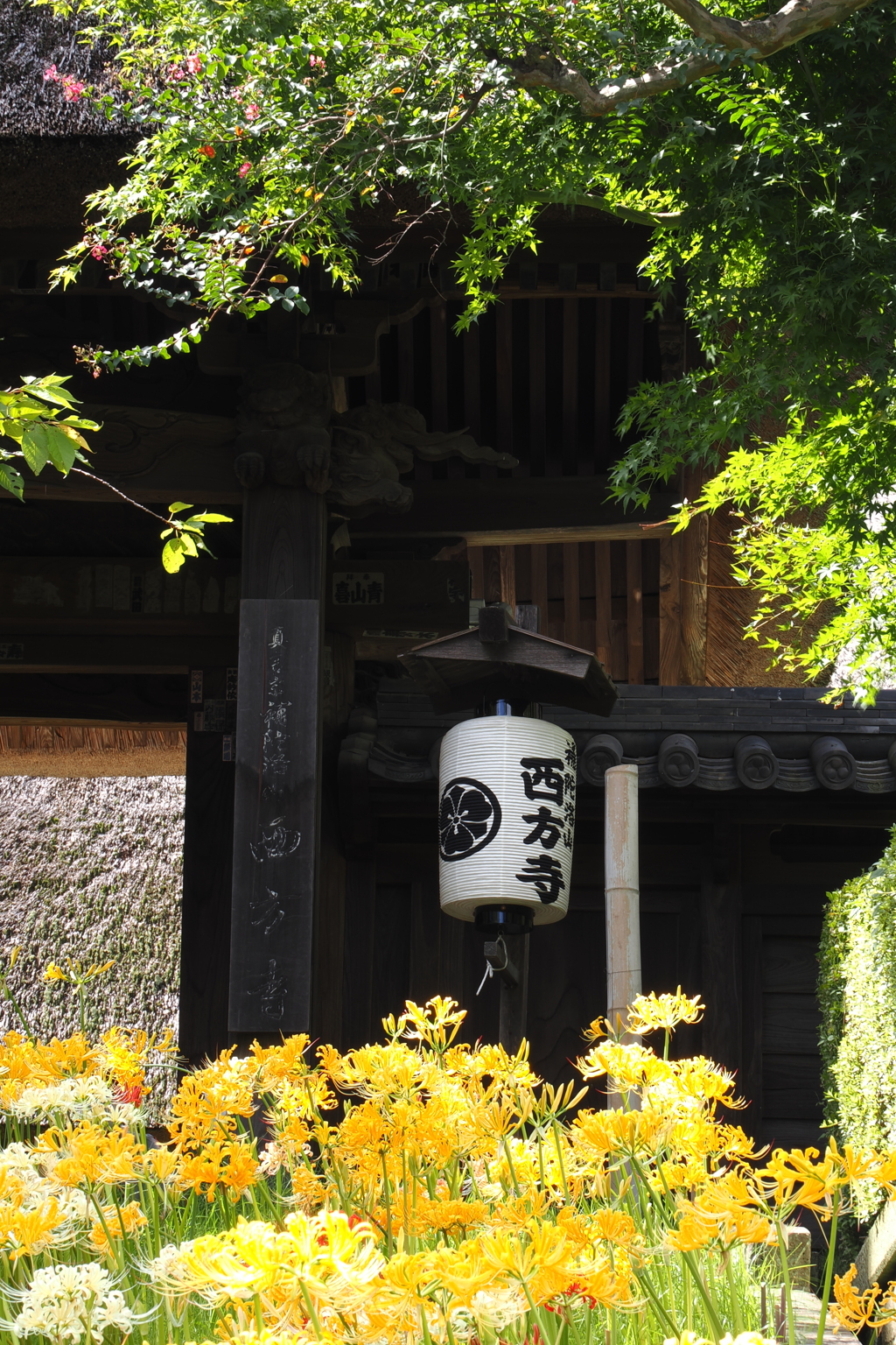 西方寺　彼岸花　Ⅰ