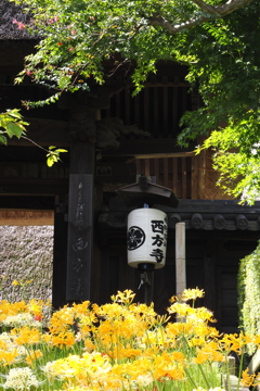 西方寺　彼岸花　Ⅰ