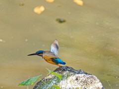 カワちゃんの飛び出し