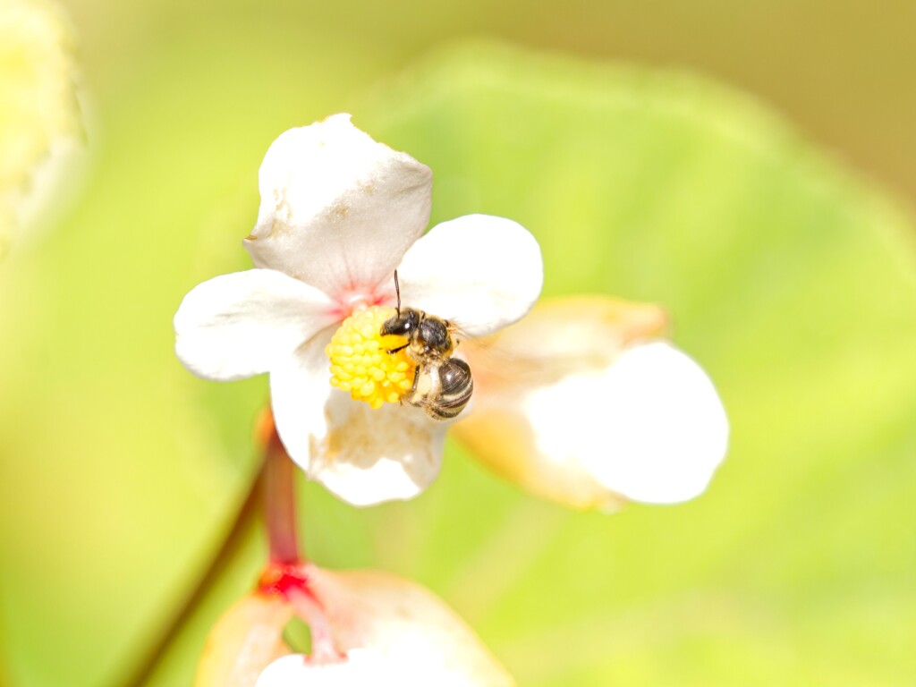 シュウカイドウと蜂さん