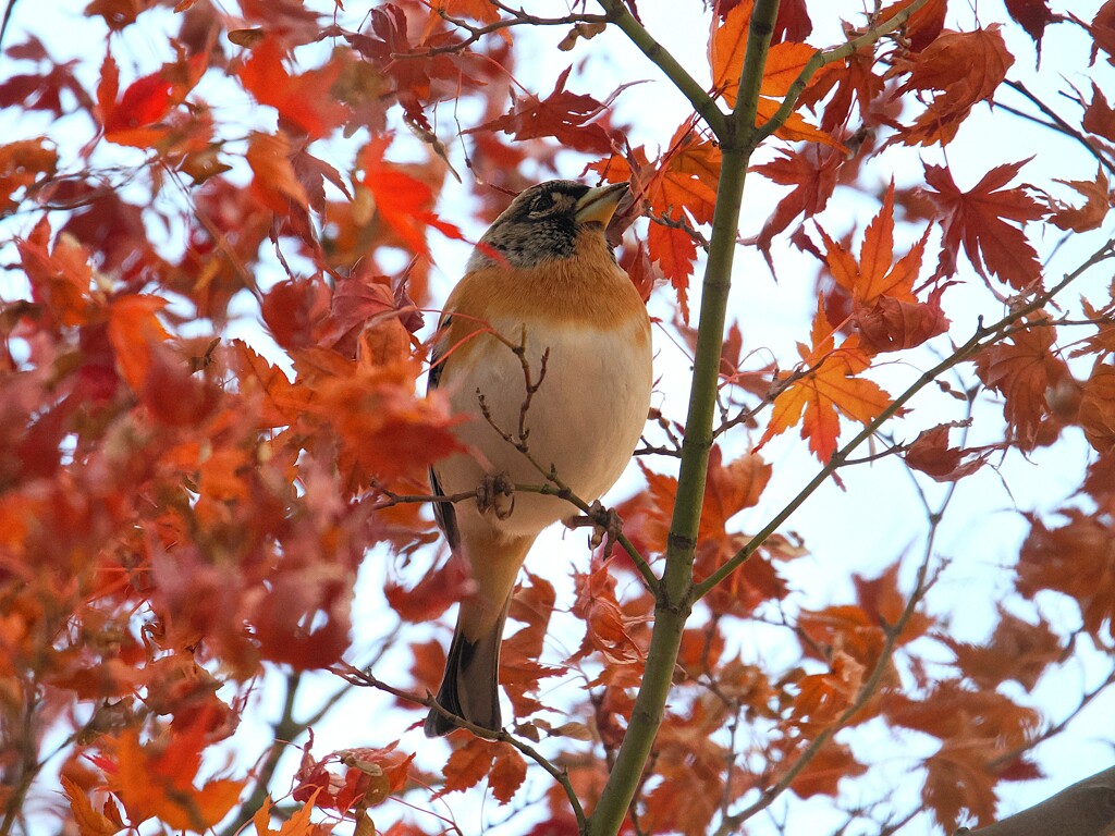 肥満気味のアトリさん (^▽^;)