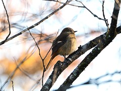 朝日を浴びるジョビ子さん　高遠城址公園付近朝の散歩より