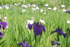 花菖蒲（深大寺）