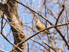 カワラヒワさんの日向ぼっこ