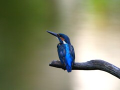 久し振りのカワチャン