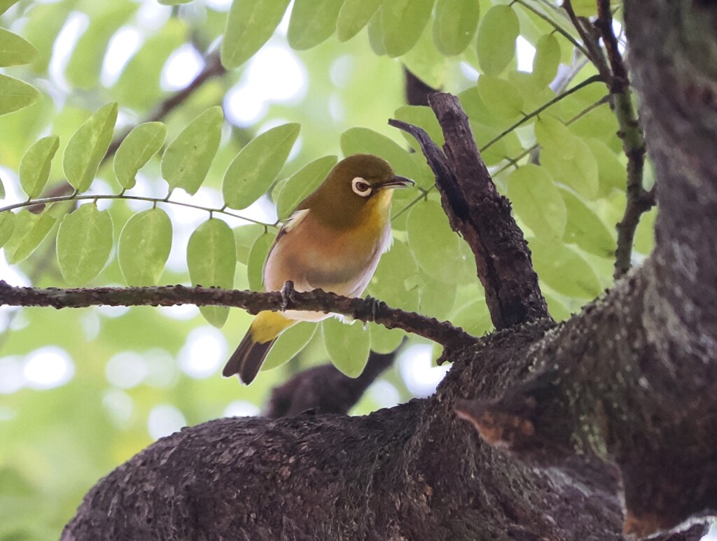 あら、メジロちゃんも