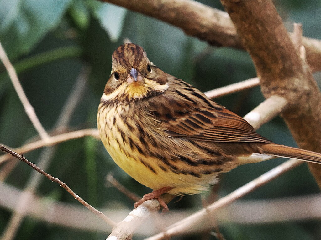 アオジ