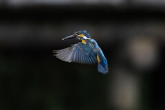 ホバリング　Ⅲ