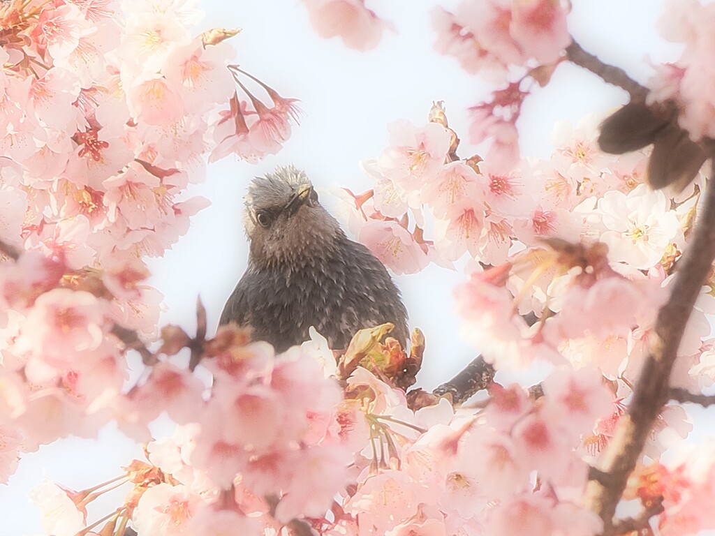 春だね。