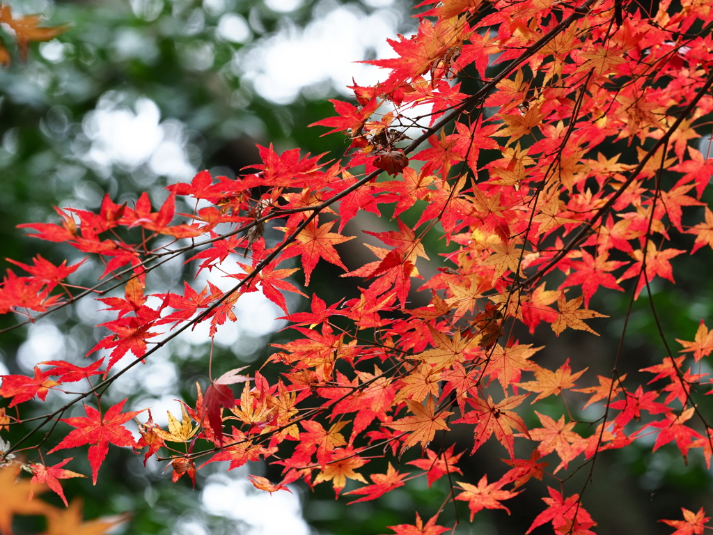 2020年12月13日の紅葉　その２