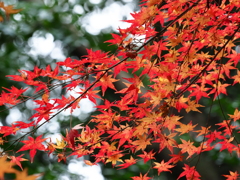 2020年12月13日の紅葉　その２