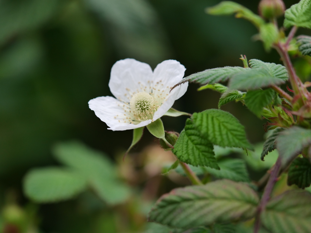 近所の散歩　野イチゴの花