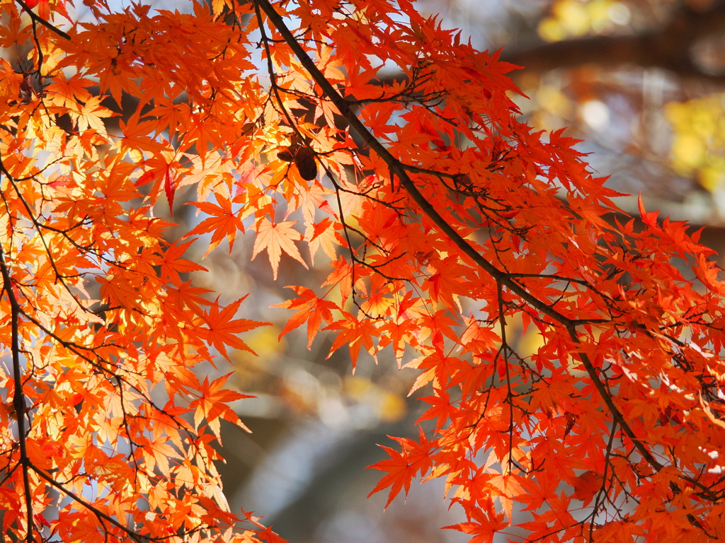 只今、所により秋