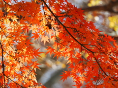 只今、所により秋