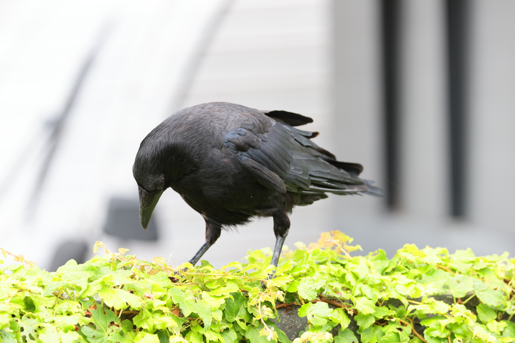 カラス君のおやつ探し
