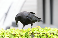 カラス君のおやつ探し