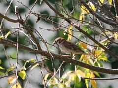 オハヨウ！雀ちゃん、　あれまだ寝ているの～　そっか幼鳥さんだからね。