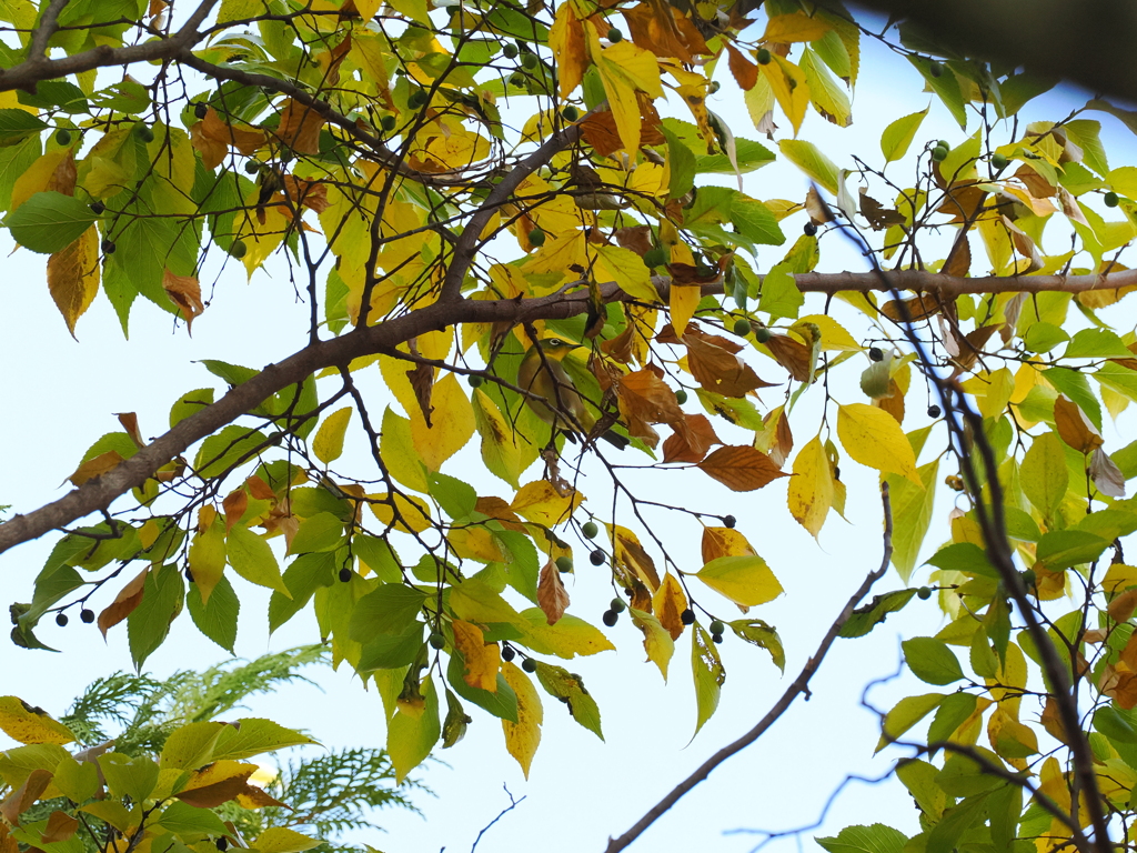 秋色に被るメジロちゃん