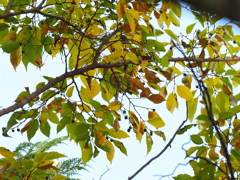 秋色に被るメジロちゃん