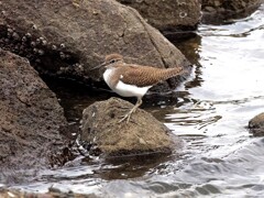 ハイ、飛び移れた！