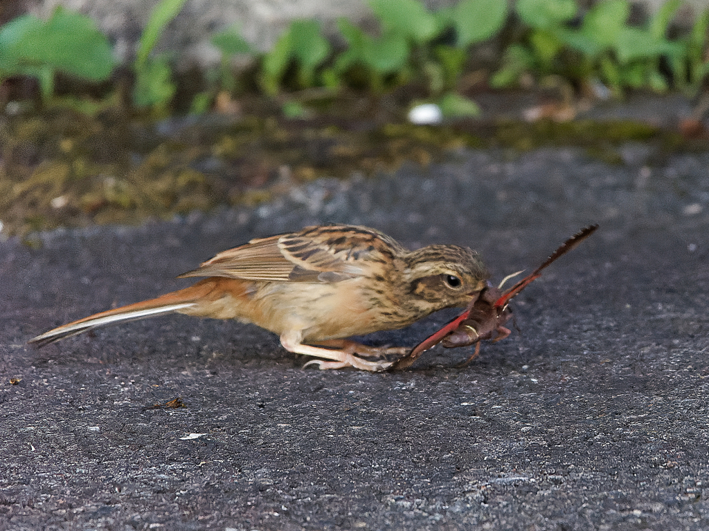 伊香保温泉　ホオジロ幼鳥の朝食