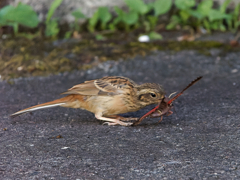 伊香保温泉　ホオジロ幼鳥の朝食