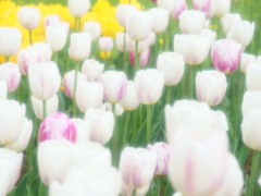 チューリップ　　（昭和記念公園にて）