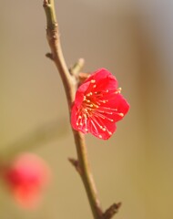 紅梅