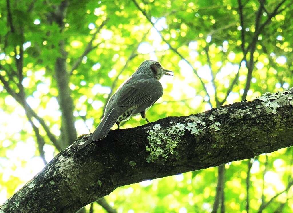 嵐山公園亀山地区にいたヒヨドリさん
