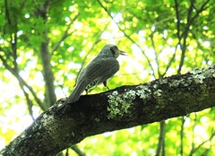 嵐山公園亀山地区にいたヒヨドリさん
