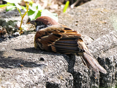 雀ちゃん、陸に上がったんだね。