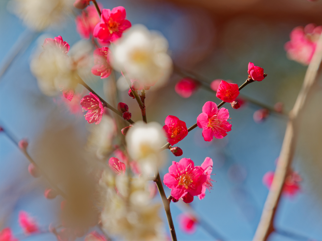 花びらの色が眩しい紅梅