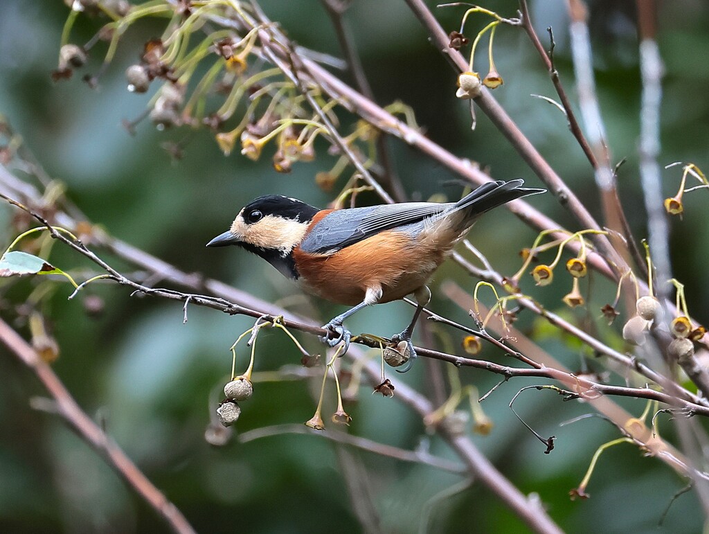 少しの間ヤマガラちゃん特集　瞳がとっても綺麗ね。