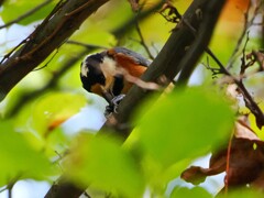 ツンツン　　ヤマガラちゃん②