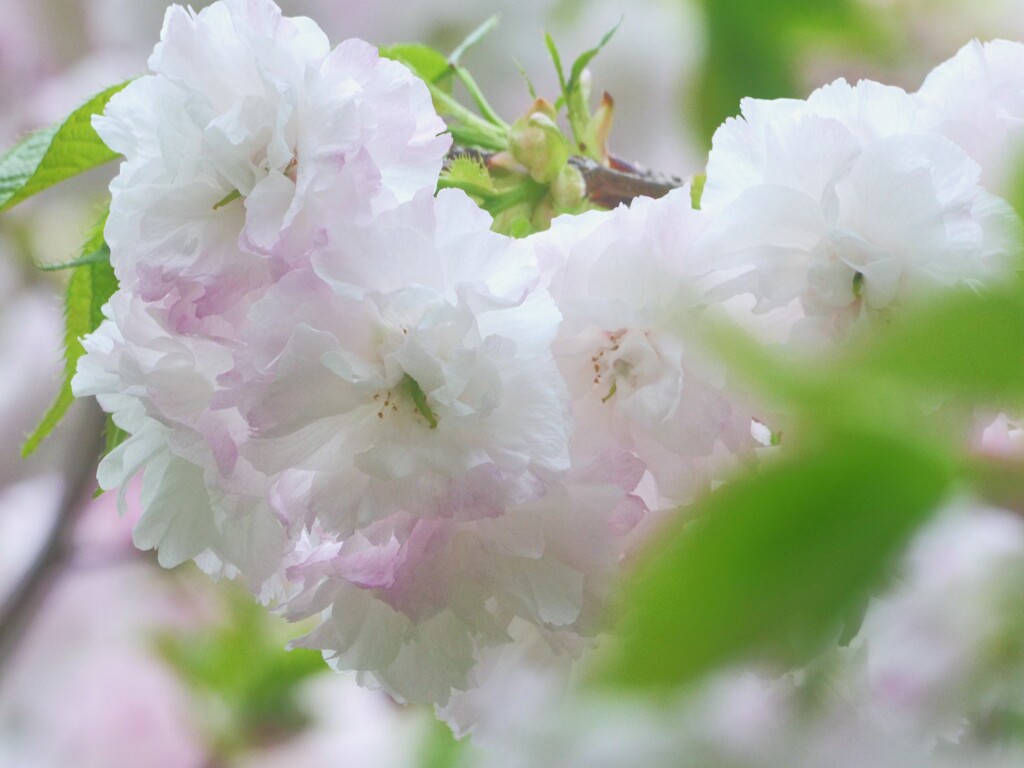 サトザクラ