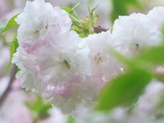サトザクラ
