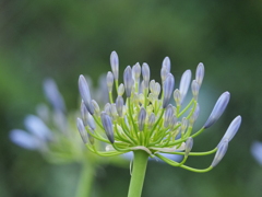 アガパンサスの花が梅雨を連れて来る