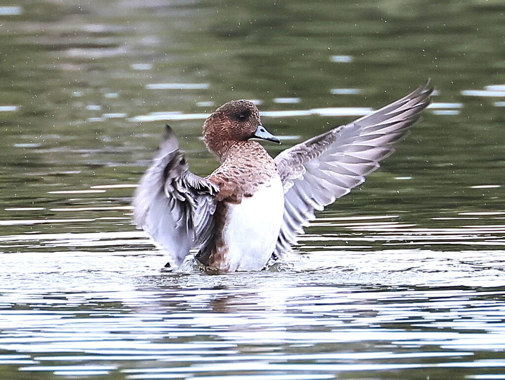 アメリカヒドリちゃん、応援の甲斐があったね。おめでとう！