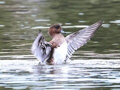 アメリカヒドリちゃん、応援の甲斐があったね。おめでとう！