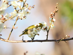 やっぱり梅の蜜が好き