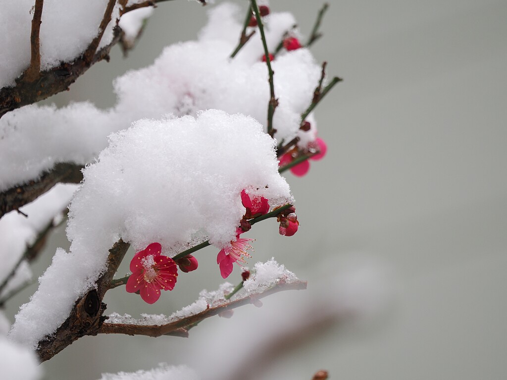 今日の紅梅さん　こちらも雪化粧されてしまいました。