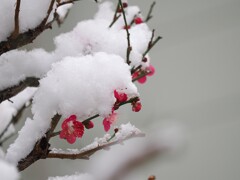 今日の紅梅さん　こちらも雪化粧されてしまいました。