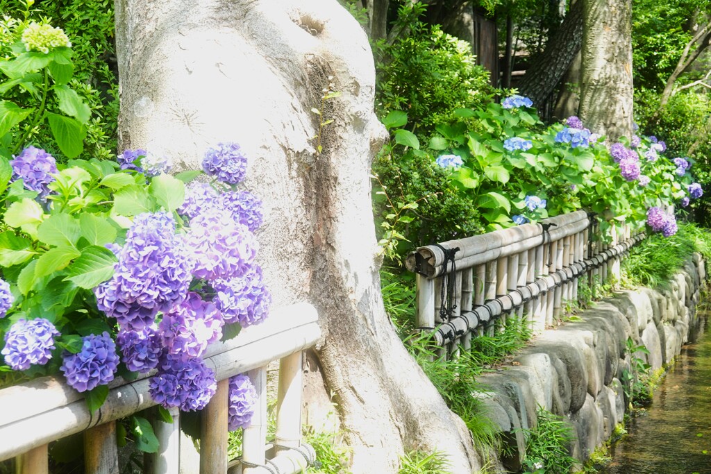 紫陽花（深大寺）