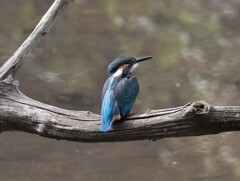 カワセミ君　　今回はトリミングのみ