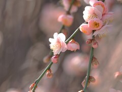 淡色の枝垂れ梅