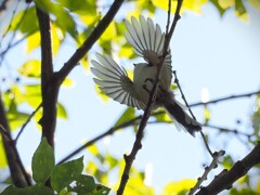 エナガちゃんの飛翔